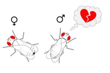 Un mâle éconduit fera plus attention lors de ses prochaines tentatives de séduction 