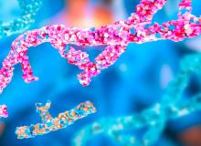 Des gènes et des voies moléculaires en commun influencent la calcification artérielle et la densité osseuse (Visuel Adobe Stock 1041264544)