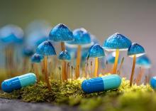 La psilocybine cible des circuits cérébraux bien précis pour soulager la douleur chronique et la dépression (Visuel Adobe Stock 1776486398)