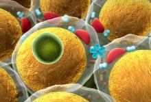 L'étude démontre le lien entre l’activité métabolique de la graisse viscérale et l’agressivité du cancer de l'endomètre (Visuel Adobe Stock 71317843)